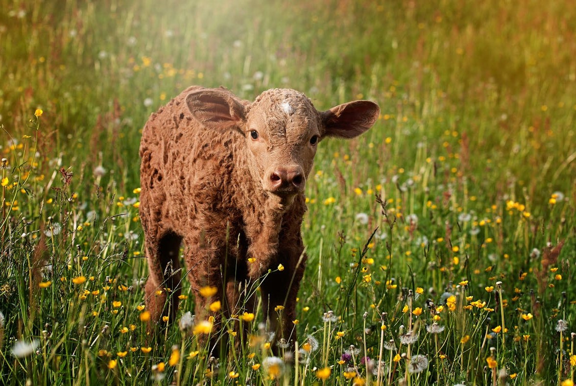 Calving