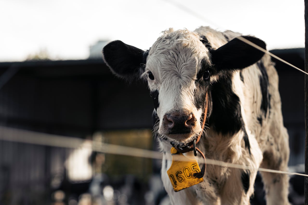 Calf & Heifer Health Programs
