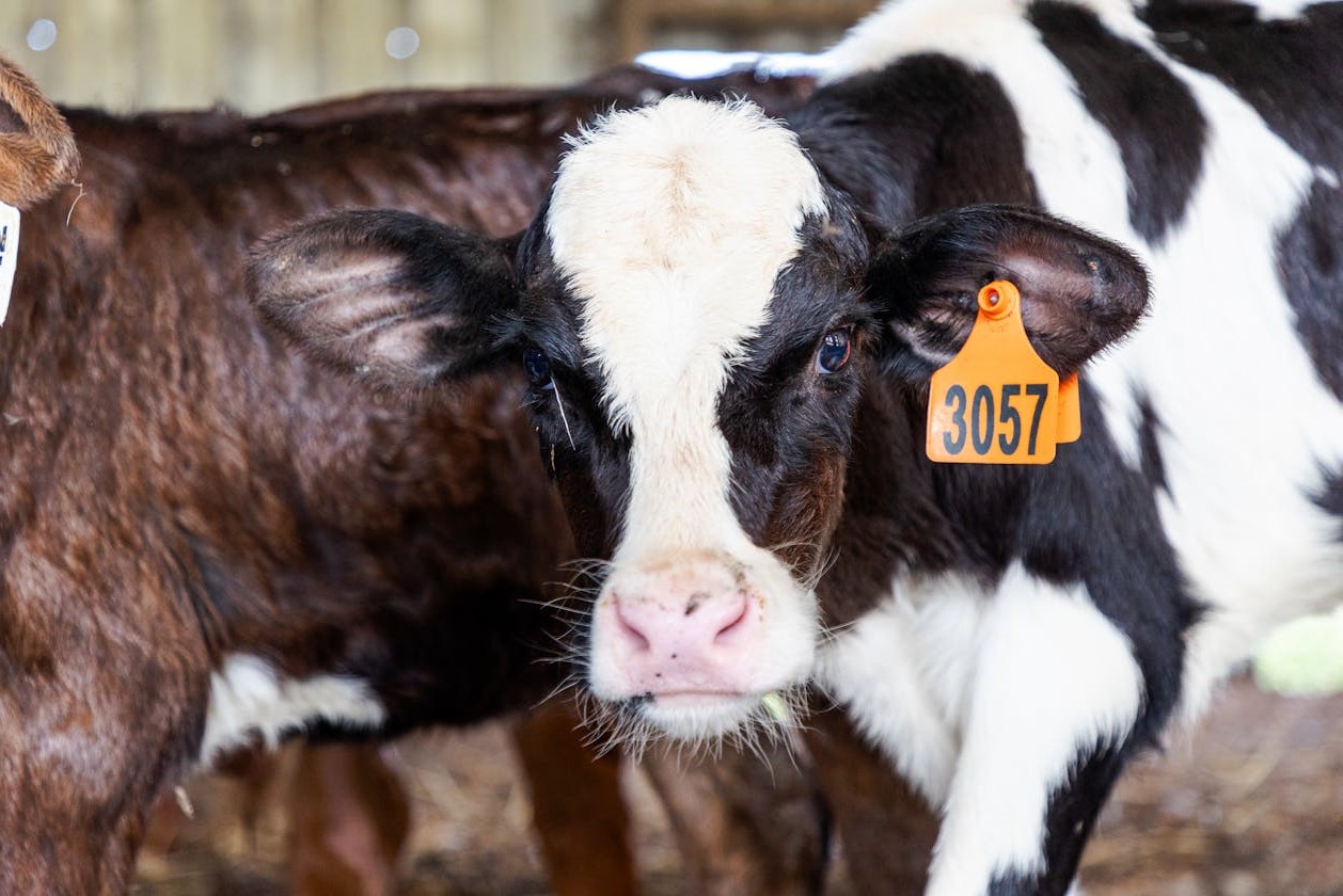 Scouring and Sick Calves