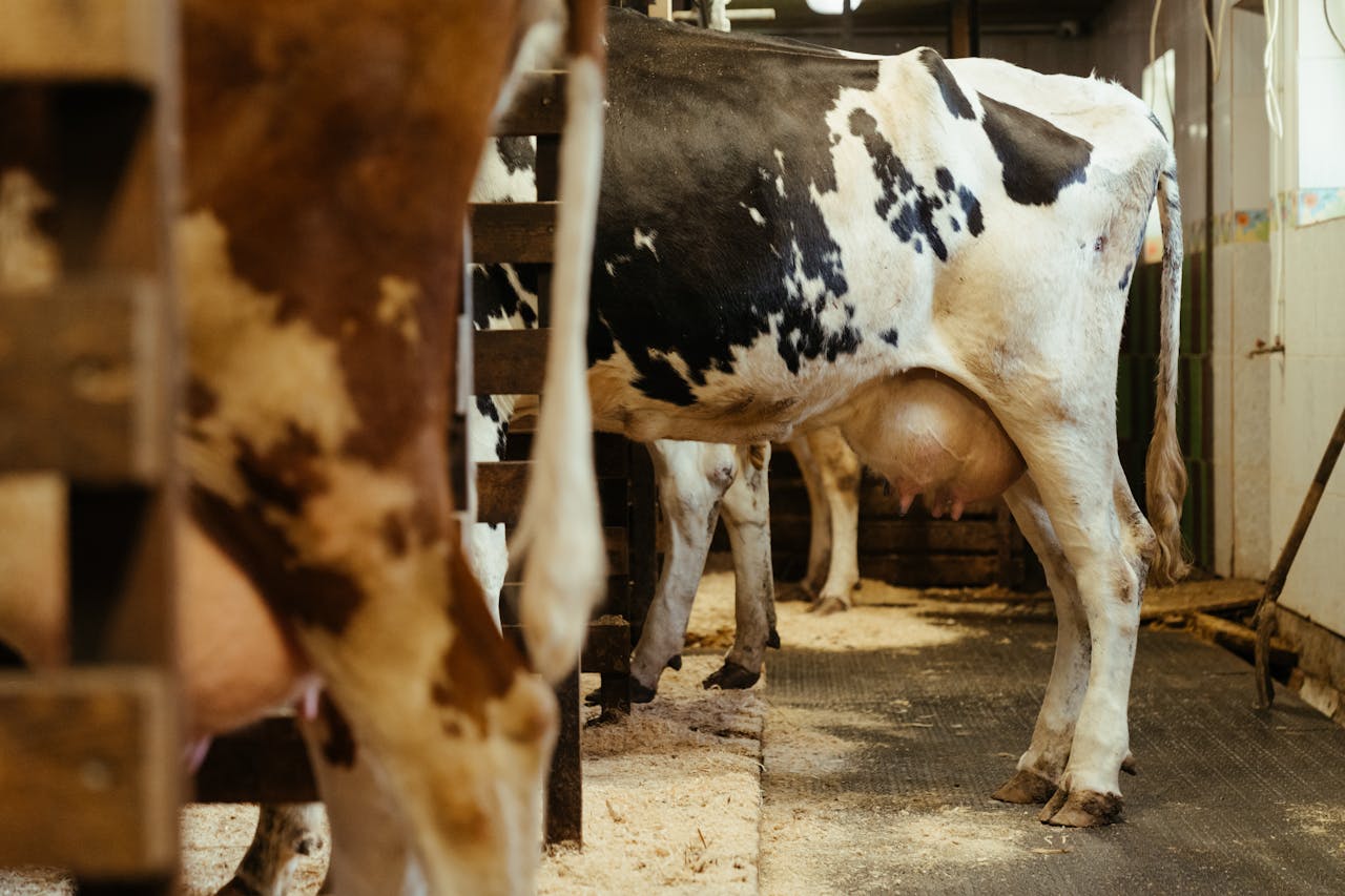 Udder Health & Milk Quality Monitoring