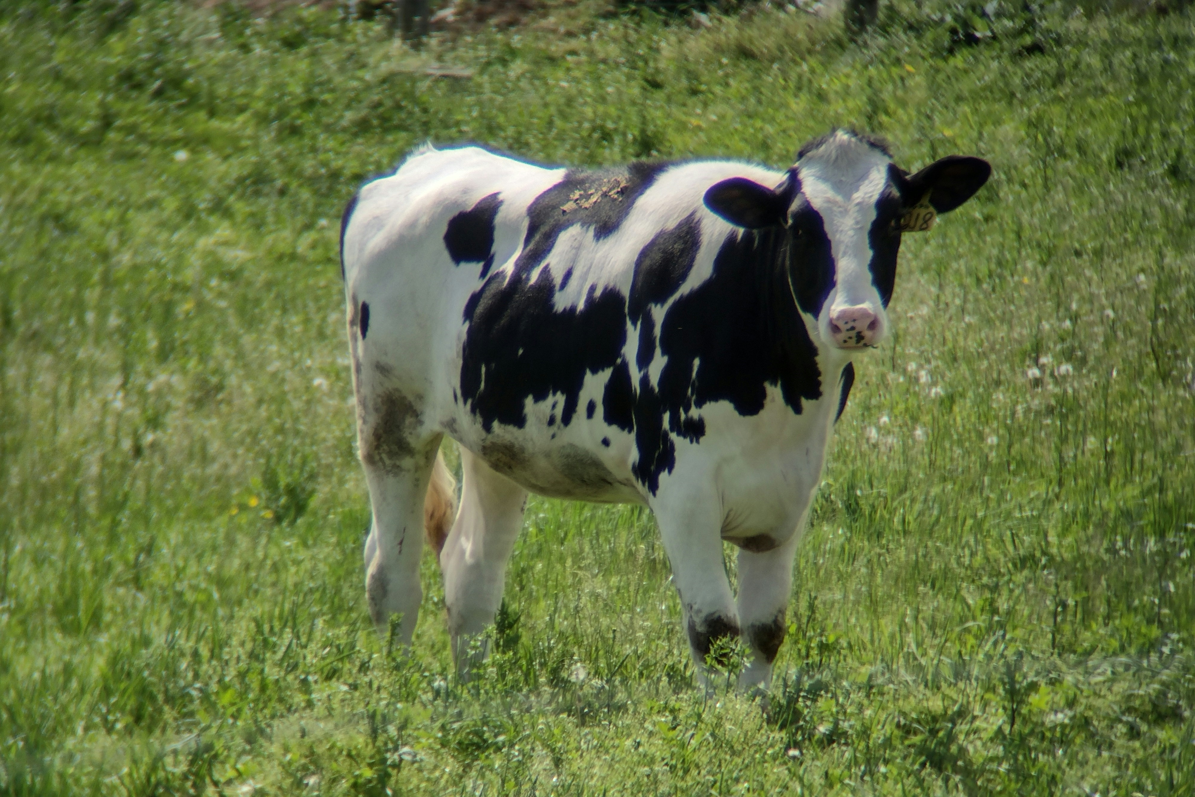 Vaccination & Deworming Protocols