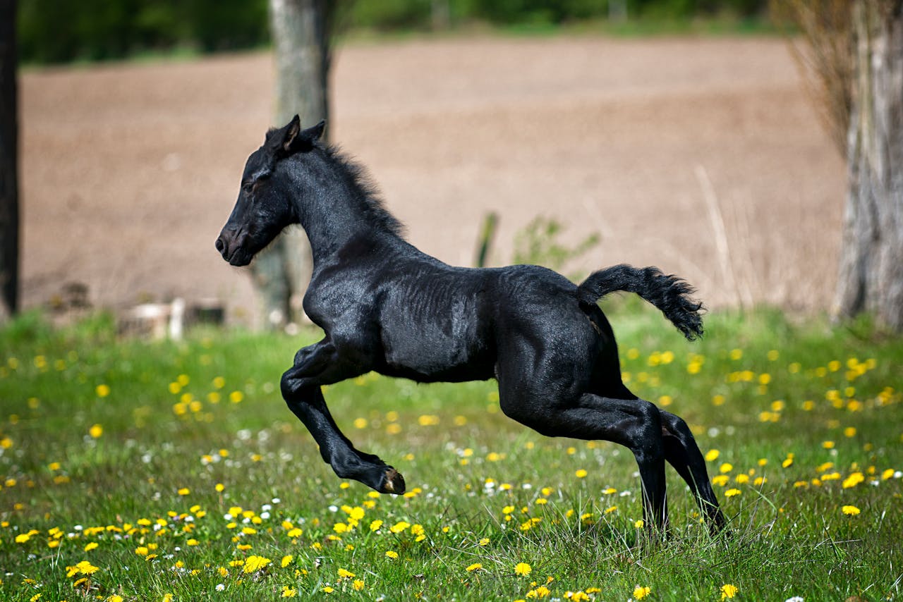 Equine Reproduction