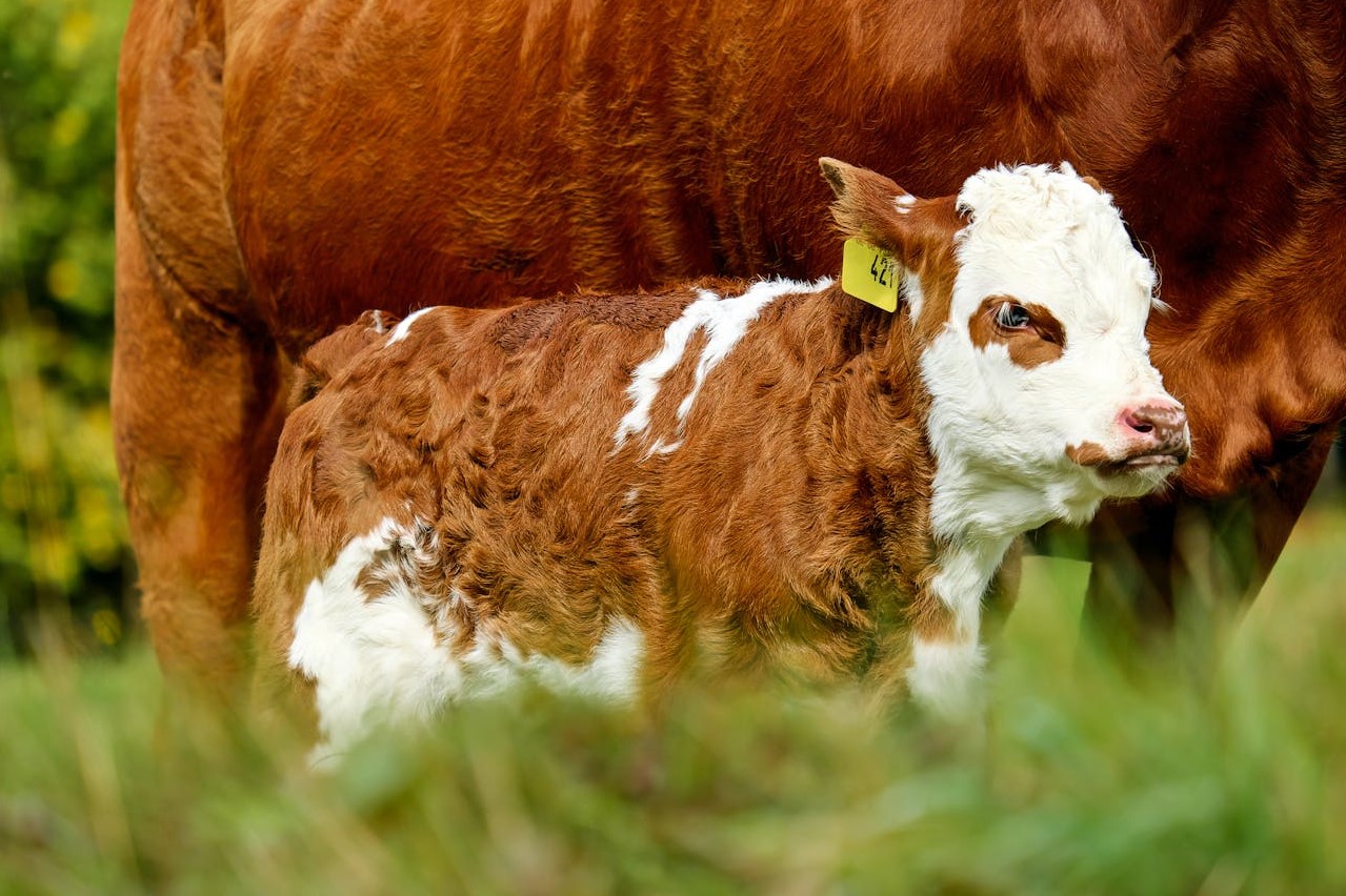 Scouring Calf Treatment