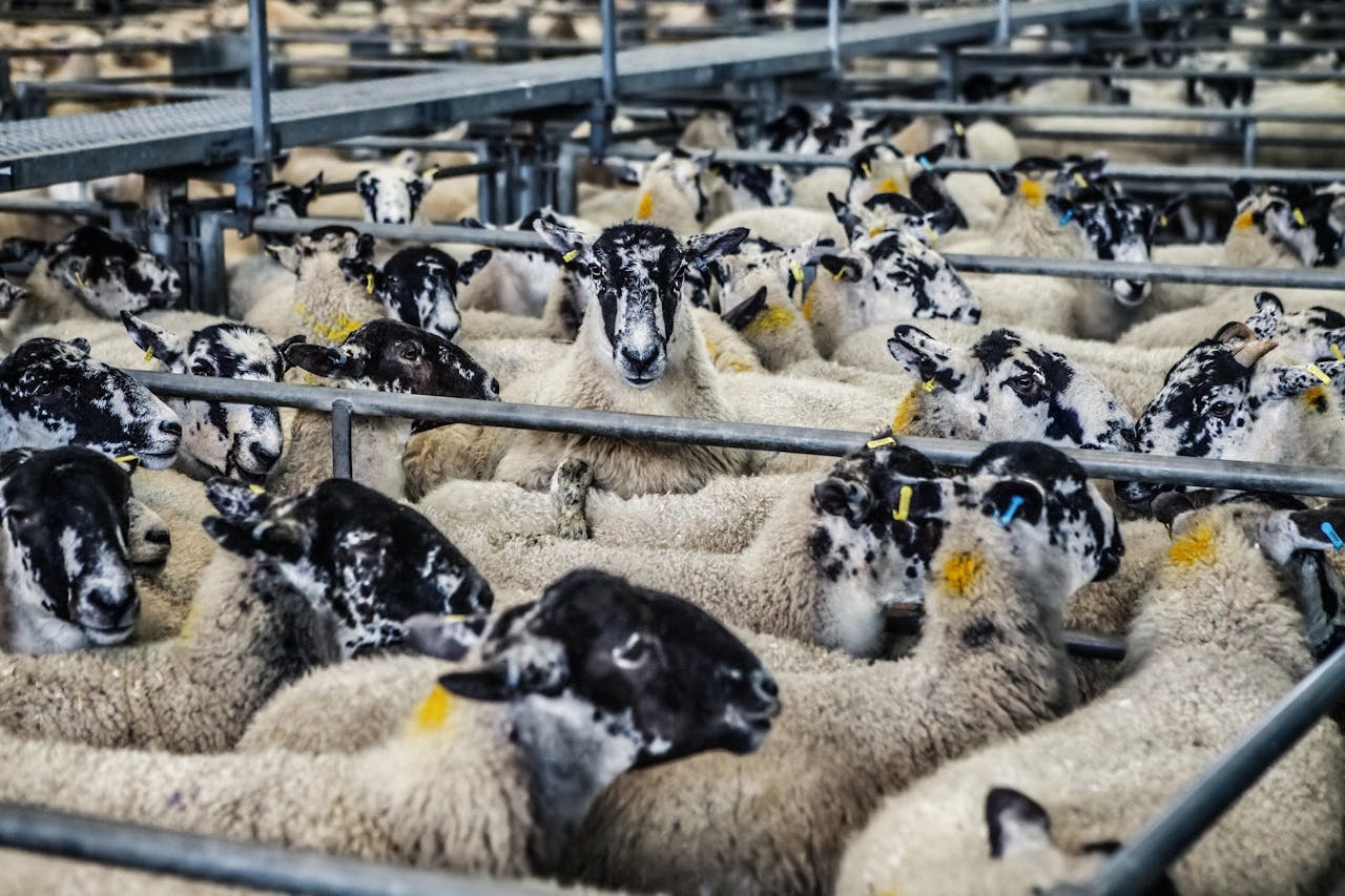 General Wellness and Herd Management